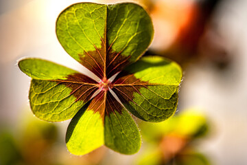 Close-up of four-leaf clover on light background
