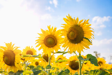 sun flower with sunshine in gardren