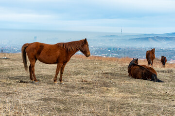 horses in the field