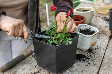 farmer's hands pruning with garden scissors a wilted ugly flower Ranunculus asiaticus. Care for garden plants. Removal of dried parts of the stem and formation of a bush in annual plants