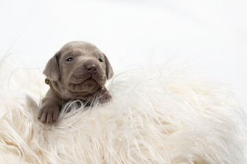 Weimaraner Welpen 2. Lebenswoche vor Weißen Hintergrund 