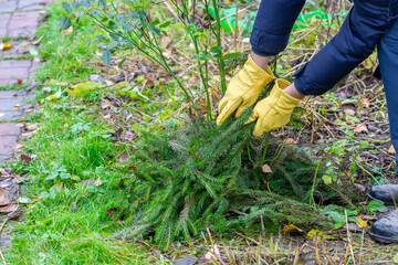 Shelter of roses with spruce branches. Spruce branches in the hands of a gardener