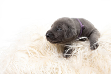 Weimaraner Welpen 2. Lebenswoche vor Weißen Hintergrund 