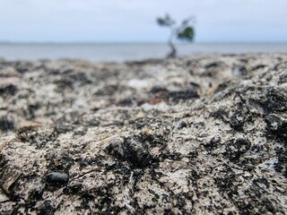 tree on the beach