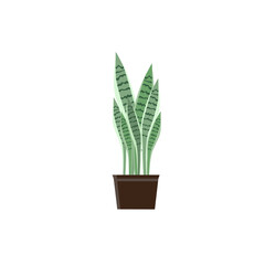 Sansevieria leaf vector illustration design is suitable for vector illustration