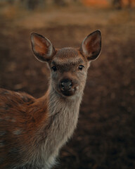 Cute baby sika deer looking at us