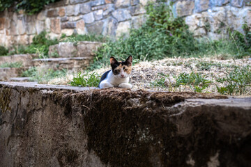 Naklejka na ściany i meble half stray calico kitten with sad eyes in the Krka national park in Sibenik Croatia 