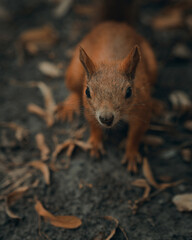 cute red squirrel hid among the trees