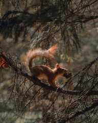 Funny red squirrel grabbed a large piece of food in the forest with his mouth and ran to hide