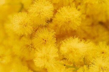 Blooming mimosa plant yellow flowers close up macro