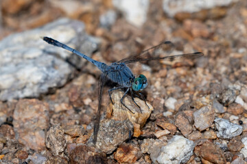 Chalky percher, Diplacodes trivialis, male in Thailand