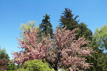 Cherry blossoms in Toronto's High Park