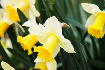 Daffodil close-up in High Park, Toronto