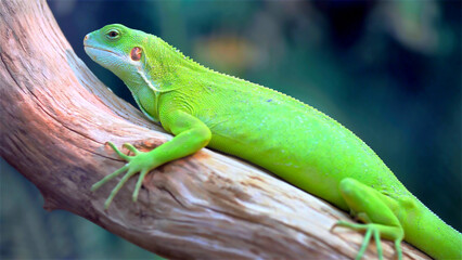 A green lizard sits on a tree