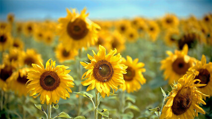 Yellow sunflowers in a beautiful field