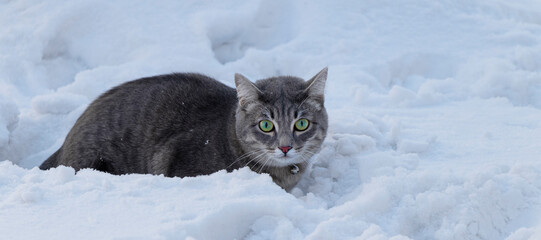 banner with beautiful gray cat in the snow. frozen pet in a snowdrift. animal care concept or lost pets.