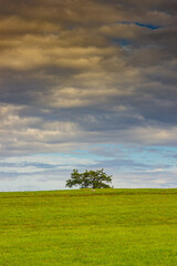 Beautiful minimalist landscape with green meadows, trees and dramatic storm clouds