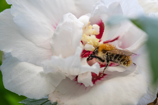 Biene in Hibiskusbl&uuml;te