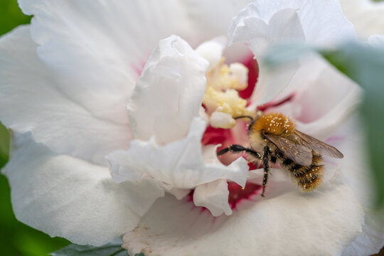Biene auf Hibiskusbl&uuml;te