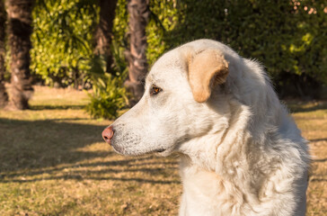 Obraz premium Profile portrait of young white dog on green background.