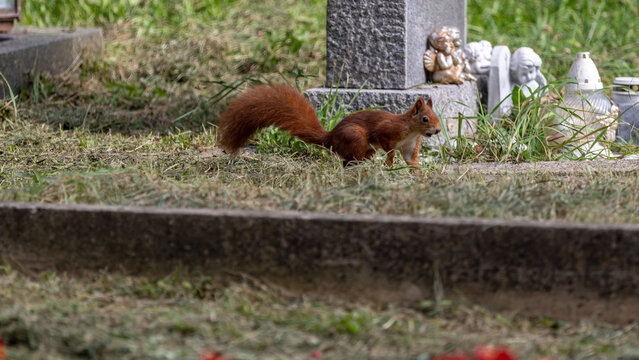 Eichh&ouml;rnchen vor Grabstein