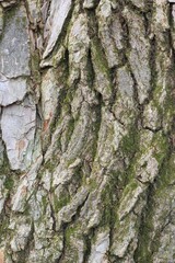 bark of a tree