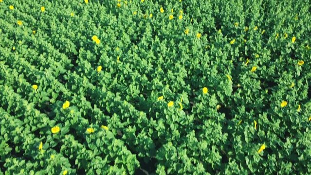 Aerial drone view of a flying over the sunflower field.