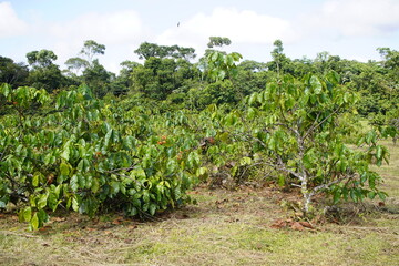 Guarana plantation (Paullinia cupana (syn. P. crysan, P. sorbilis) Maués, Amazon rainforest,...