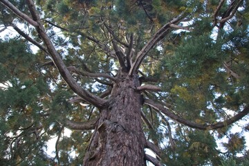 Obraz premium tree in the forest