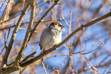 The male house sparrow (Passer domesticus) is a bird of the Passeridae family. Male house sparrow in natural environment in winter.