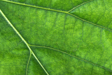 Fototapeta na wymiar Green leaf close up. Spring