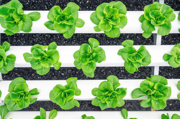 Top view of rows of fresh green butterhead lettuce vegetables in hydroponics farm - obrazy, fototapety, plakaty
