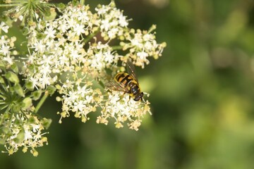 bee on a yellow flower