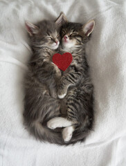 two gray kittens hugging sleep valentine's day heart valentine's day february 14 vertical valentines day vertical