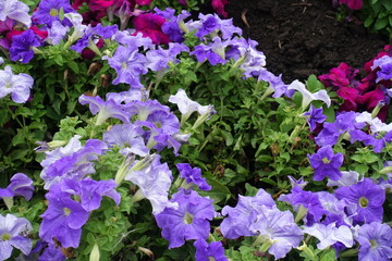 Fototapeta premium A lot of violet flowers of petunias in July