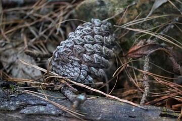 The beauty of the Pine Cone that just fell from the Pinheiro.