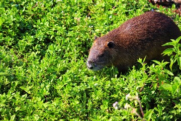 A Nutria in its natural habitat in Rio Grande do Sul, Brazil.