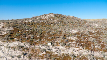 Fototapeta na wymiar Montículo con arbustos en paisaje de dunas junto al mar
