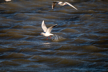 seagull in flight