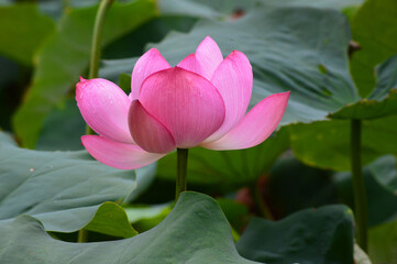 京都市の世界遺産東寺の蓮の花