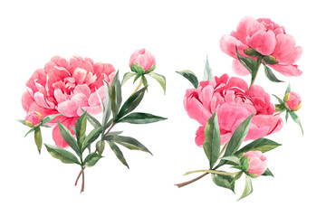 Beautiful floral set with watercolor hand drawn peony flower bouquets. Stock illustration. - obrazy, fototapety, plakaty