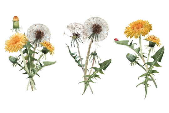 Beautiful floral set with watercolor hand drawn dandelion flower bouquets. Stock illustration.
