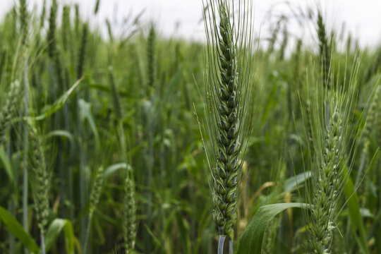 Green Wheat Grain aphids feeding on a green wheatear