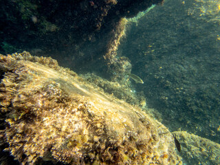 fondale marino isola bella taormina 743