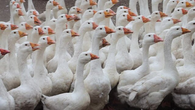 Slow motion, large flock of white geese walking and running outdoors. A place for walking poultry on the farm.