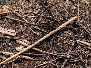 the remains of the firewood that was burned last night
