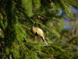 goldcrest (Regulus regulus) searching for tiny insects on fir tree during winter