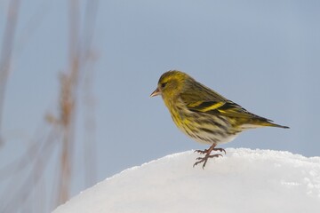 Winter scenery with Eurasian siskin bird (Spinus spinus) sitting in the snow .