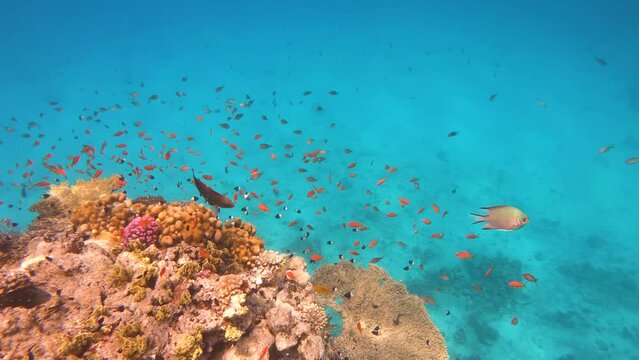  turquoise underwater scene sea ocean with fishes
