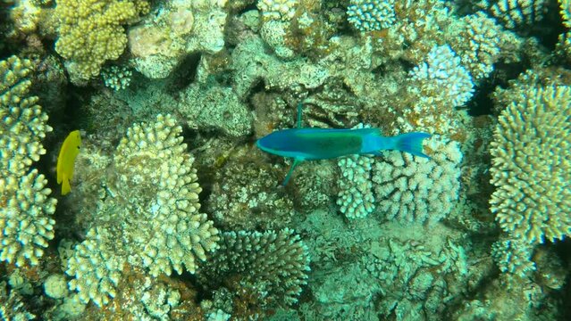 blue exotic fish and corals underwater scene